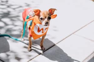 perro